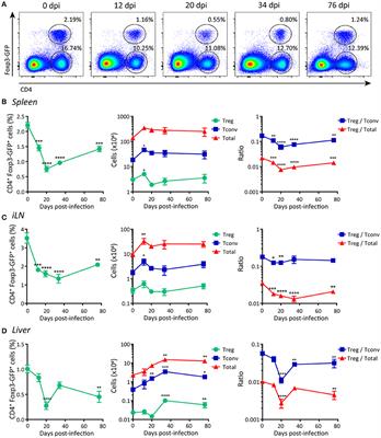 Limited Foxp3+ Regulatory T Cells Response During Acute Trypanosoma cruzi Infection Is Required to Allow the Emergence of Robust Parasite-Specific CD8+ T Cell Immunity